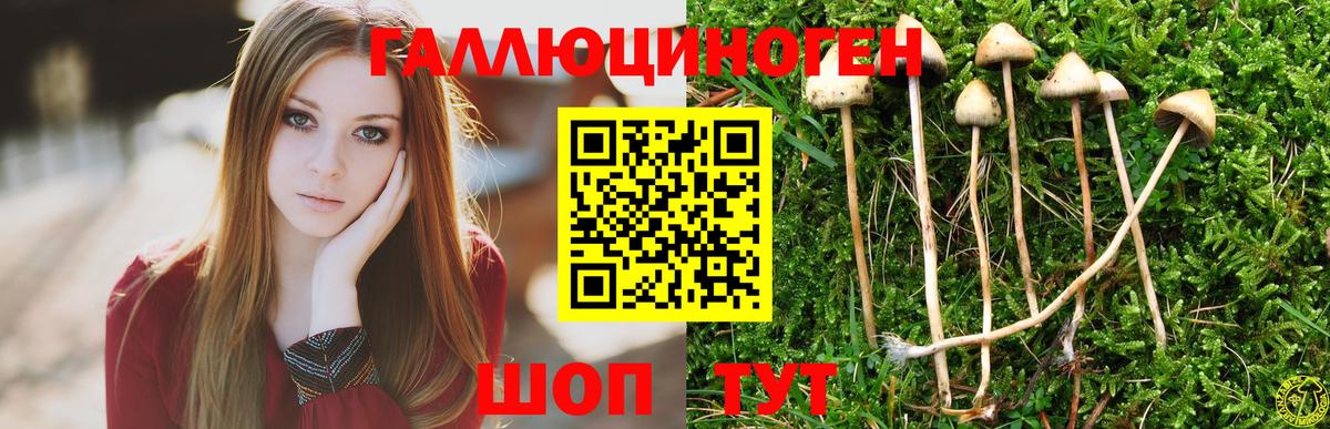 Псилоцибиновые грибы GOLDEN TEACHER  Галлюциногенные грибы MAGIC MUSHROOMS  Вход с VPN  Осинники 