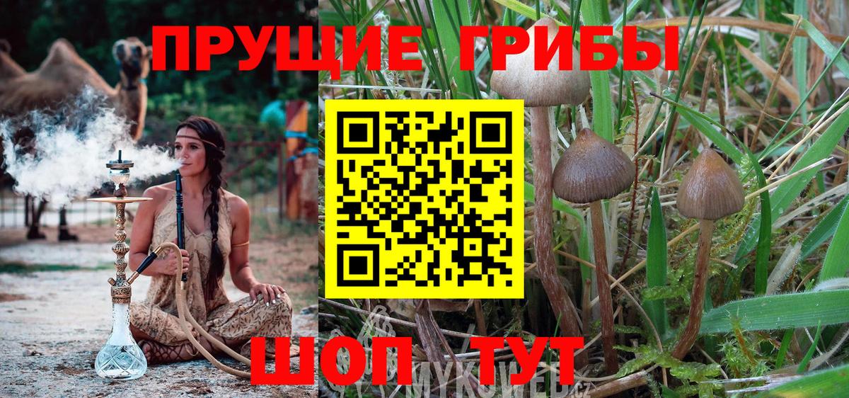 Галлюциногенные грибы мицелий Осинники